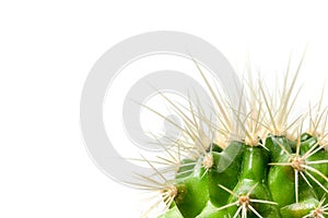 Bright Green Cactus Cacti Close Up on White Background House Plants
