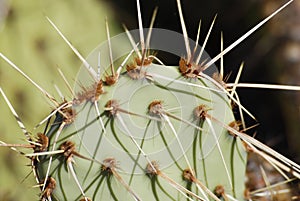 Bright green cactus close up