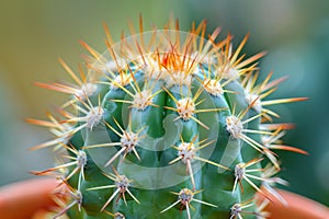 Bright green cactus with long spikes in close view
