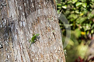 A bright green Carolina Anole lizard on a tree in a