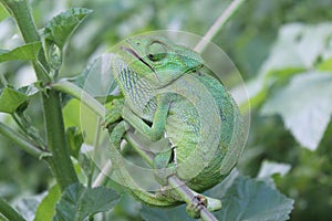 Bright green Chameleon