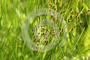 bright green cheerful fresh spring grass background