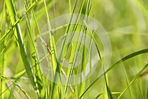 bright green cheerful fresh spring grass background