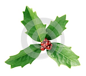 Bright green Christmas holly with red berries isolated