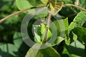 A bright green colored grasshopper sitting vertically a hairy vine stem