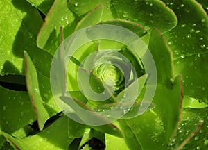 Spring Bloom Series - Aeonium - Crassulaceae photo