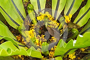 A bright green, common Asian fern, with fallen yellow tree flowers and leaves inside, in a lush Thai garden.