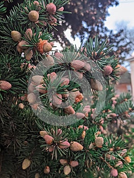 A bright green conifer branch with an abundance of bright small cones.