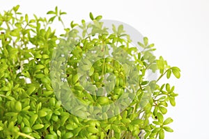 Bright green cress lepidium sativum