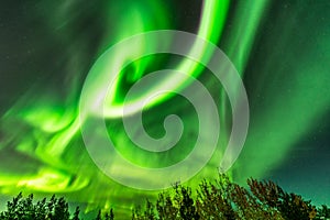Bright green curly aurora lights almost on the whole sky over tree tops in Sweden, river, city lights and lake, clear skies with a