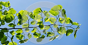 Bright green diseased leaves of Tilia caucasica linden tree with spots on blue sky background. Disease or pests on young green lin