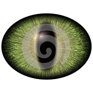Bright green elliptic eye, narrowed iris. Big lizard eye