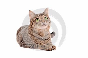 Bright green eyed tabby cat on white background