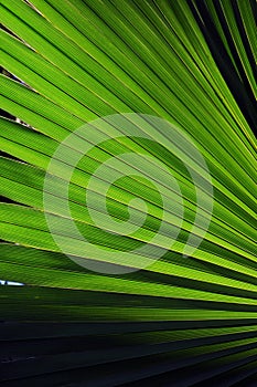 Bright Green Fan Palm Leaves glowing, back-lit from the suns rays