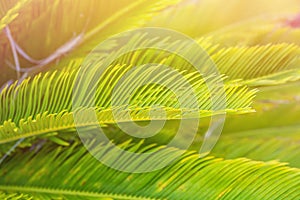 Bright Green Feather Like Leaves of Sago Cycad Palm Tree in Golden Pink Sunlight Flare. Tropical Foliage Botanical Background