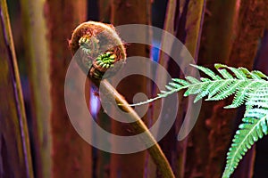 Bright green fern fronds with one new stalk unferling its tendrals