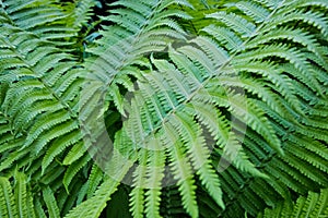 Bright green fern leaves large plenum