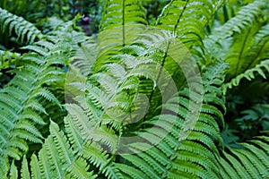 Bright green fern leaves large Plenum photo