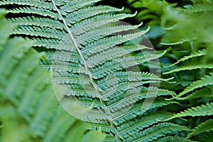 Bright green fern leaves large Plenum photo