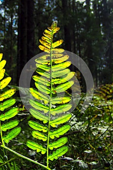 Bright green fern reflecting sunlight in the forest