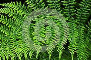 Bright green ferns photo
