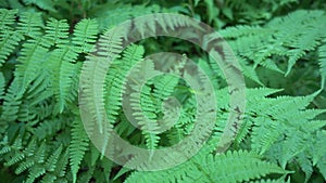 Bright green ferns in full screen. Close-up. Graceful openwork leaves sway in the breeze.