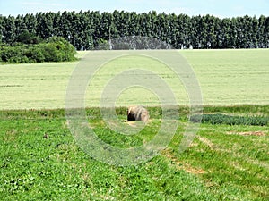 Bright green  field, hay bales and summer hills with wood