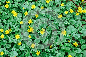 Bright green floral texture of leaves and yellow flowers of Ficaria verna