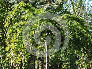 Bright green fluffy branches of larch tree Larix decidua Pendula in the sunlight. The atmosphere of delight and freshness of the s