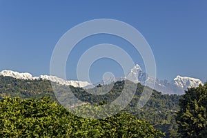 Bright green foliage against the background of wooded hills and the snow ridge of the Annapurna Mountains under a clear blue sky