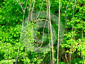 Bright green forest detail in the spring. lush foliage. lianas hanging from trees above