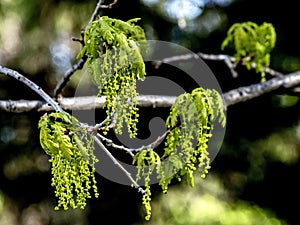 bright green fresh flowering oak branches in the city park