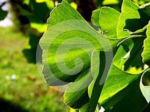 bright green Gingko tree leaves closeup with blurry background photo