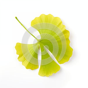 Bright Green Ginkgo Leaf Isolated On White Background