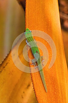 Bright green gold dust gecko.