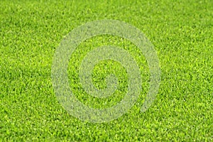 Bright green grass background