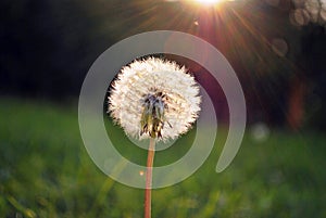 Bright green grass background. Fresh green grass field