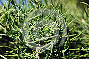 Bright green grass background. Fresh green grass field