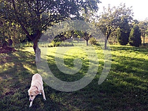 Bright green grass background. Fresh green grass field