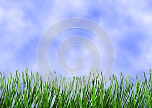 Bright green grass on a blue sky backgrounds