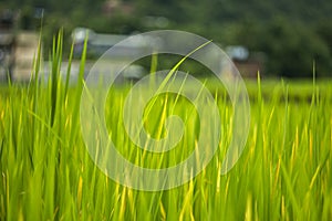 Bright green grass on a blurred background of a rice field and home in the forest