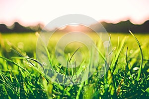 Bright green grass close-up with sunlight reflecting on a blurred background of hills