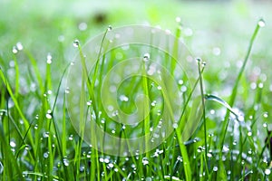 Bright green grass with dew drops