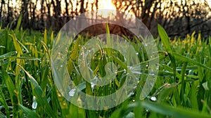 Bright green grass with drops of dawn