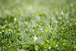 Bright green grass with drops of dew, beautiful bokeh