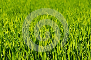 Bright green grass in a field, close-up