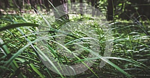 Bright green grass flattened from the wind in a dense coniferous forest with a blurred background