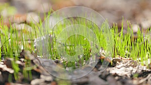 Bright green grass grow in the forest. Fresh summer green grass at forest park. Spring greenery, sun glare on blades of