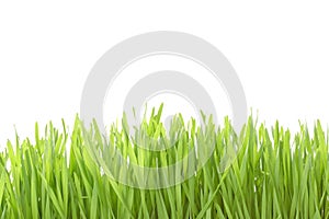 Bright green grass isolated