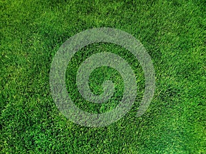 Bright green grass lawn, top view.